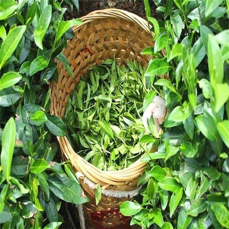 进口茶叶，日本茶叶进口，进口茶叶中文标签