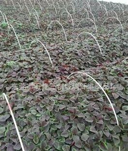 厂家专业生产直销高强度耐腐蚀纤维杆 实心玻纤棒价格实惠质量好