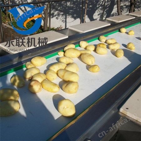 果蔬加工用六工位挑选输送机 水果挑拣设备 蔬菜去根去黄叶工作台