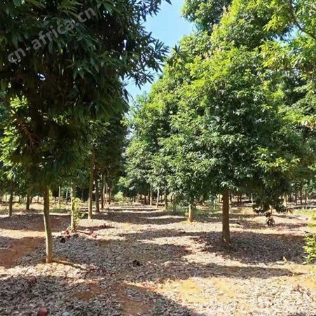 基地批发楠木大量出售 金丝楠木苗 出售 金丝楠木苗价格