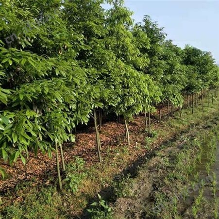 小叶桢楠50高杯苗  大量出售金丝楠木杯苗基地 当年杯苗金丝楠木