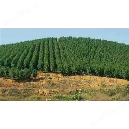 大型茶花树庭院小区花坛观赏树供应高杆香茶花苗