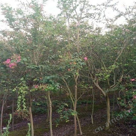 雄风园林紫叶紫薇基地 紫薇小苗 乔木批发基地 红 紫薇基地