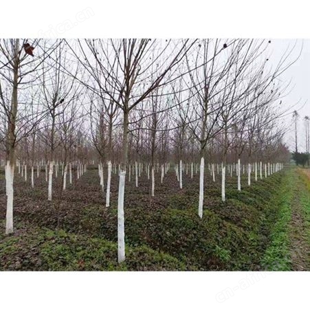 大型美国红枫基地 2019年美国红枫  近美国红枫的价格