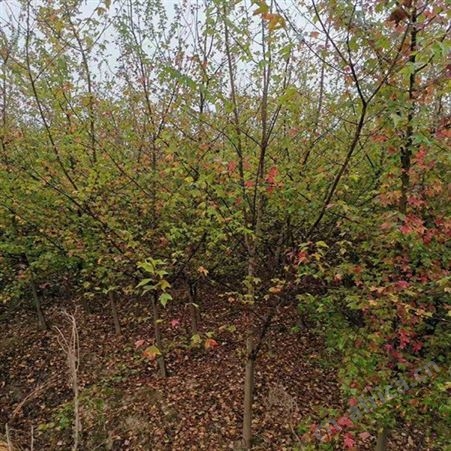 雄风园林北方绿化植物 精品直销三角枫 苗圃批发直销三角枫