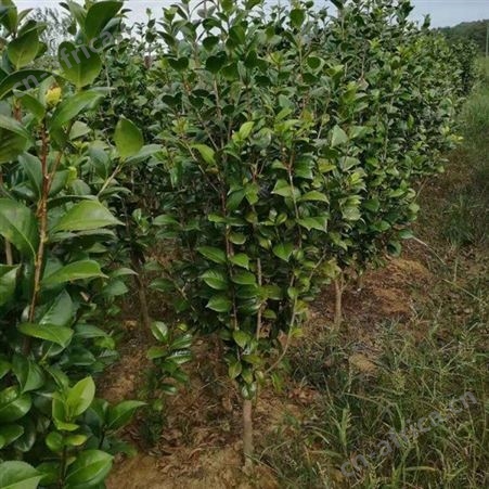 雄风园林茶花树基地 庭院小区花坛观赏树 茶花树品种