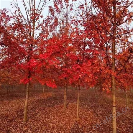 大型美国红枫基地 2019年美国红枫  近美国红枫的价格