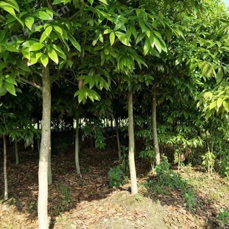 基地批发桢楠苗木批发价格  金丝楠木杯苗 金丝楠木种植基地