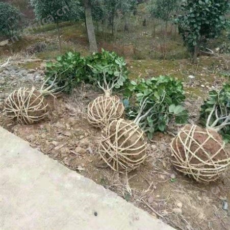 雄风园林精品茶花树 小五彩红茶花树2-10年大树 茶花盆栽技术
