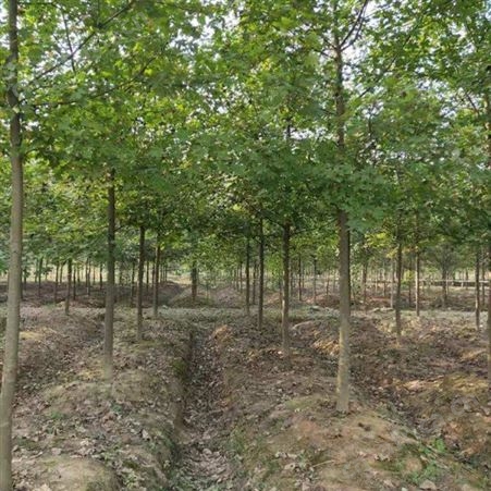 美国红点红枫胸径12公分美国红枫怎么卖 街道风景树