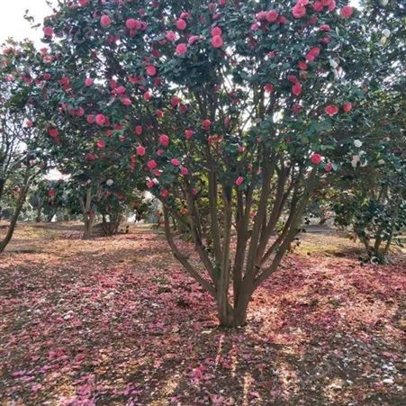 地径3公分茶花树庭院小区花坛观赏树茶花树品种