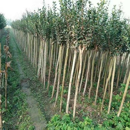 雄风园林紫叶紫薇基地 紫薇小苗 乔木批发基地 红 紫薇基地