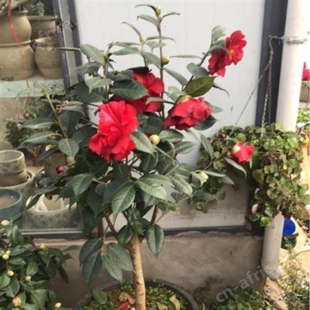 大型茶花树茶花树供应茶花树价格