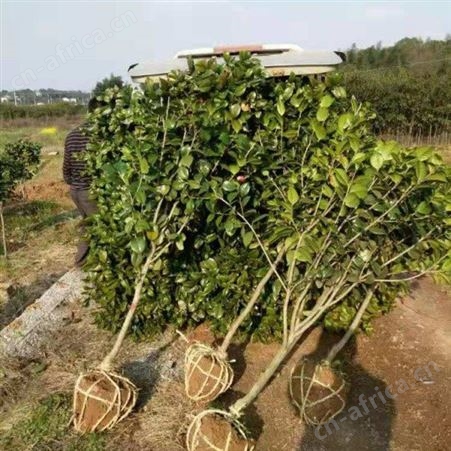 雄风园林精品茶花树 小五彩红茶花树2-10年大树 茶花盆栽技术