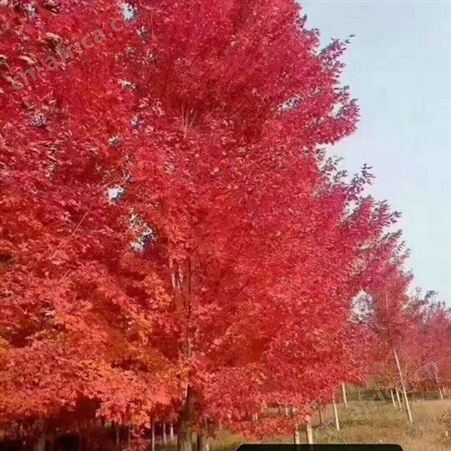 大型美国红枫基地 美国红枫小苗自产自销红枫庭院街道绿化苗