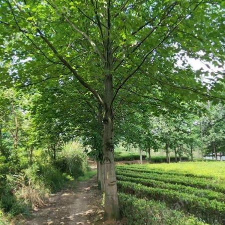 雄风园林马褂木产地直销 一年生马褂木小苗 移栽马褂木