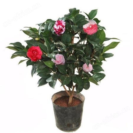大型茶花树茶花树供应茶花树价格