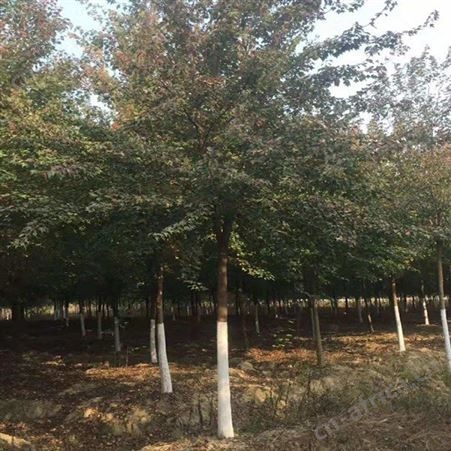 雄风园林苗圃供应三角枫 护坡绿化三角枫 三角枫树苗基地直销