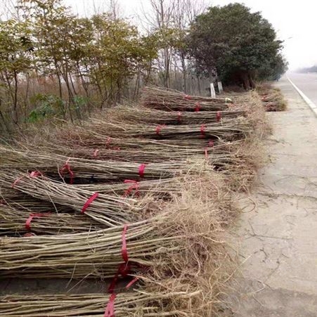 雄风园林紫叶紫薇基地 紫薇小苗 乔木批发基地 红 紫薇基地