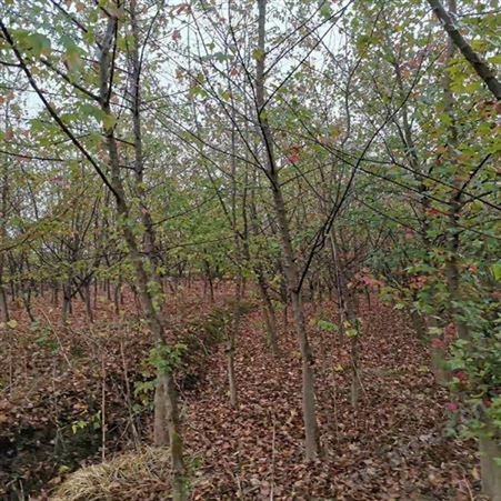 雄风园林苗圃供应三角枫 护坡绿化三角枫 三角枫树苗基地直销