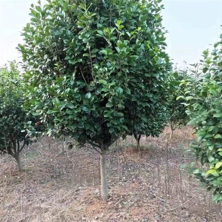 雄风园林茶花树基地 庭院小区花坛观赏树 茶花树品种