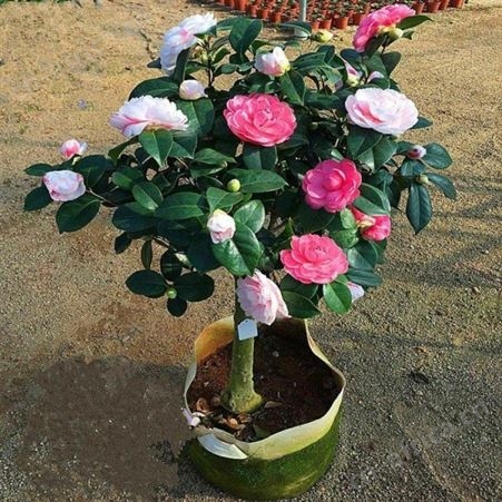 大型茶花树茶花树供应茶花树价格