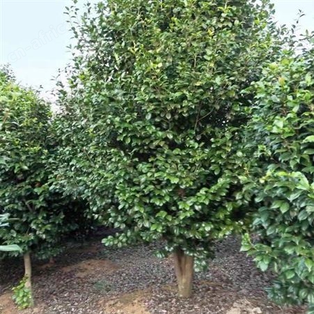 雄风园林茶花树基地 庭院小区花坛观赏树 茶花树品种