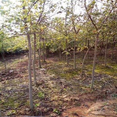 雄风园林苗圃供应三角枫 护坡绿化三角枫 三角枫树苗基地直销