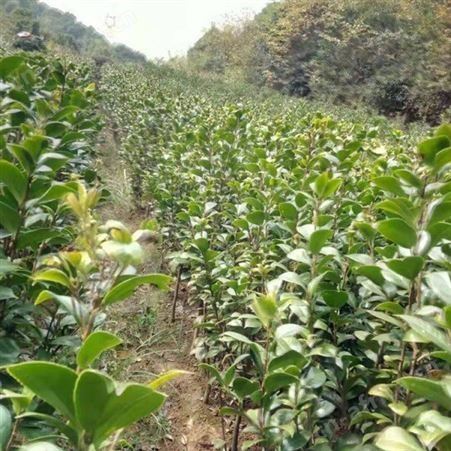 大型茶花树庭院小区花坛观赏树供应高杆香茶花苗