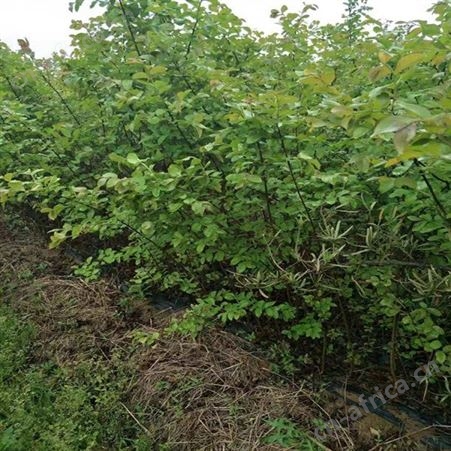 雄风园林紫叶紫薇基地 紫薇小苗 乔木批发基地 红 紫薇基地