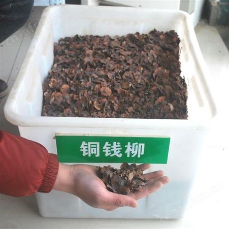 批发  金钱柳种子 铜钱柳树种子 金钱柳种子价格 提供播种技术 仟花轩