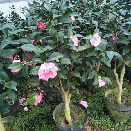 茶花树苗销售茶花树供应茶花盆栽技术
