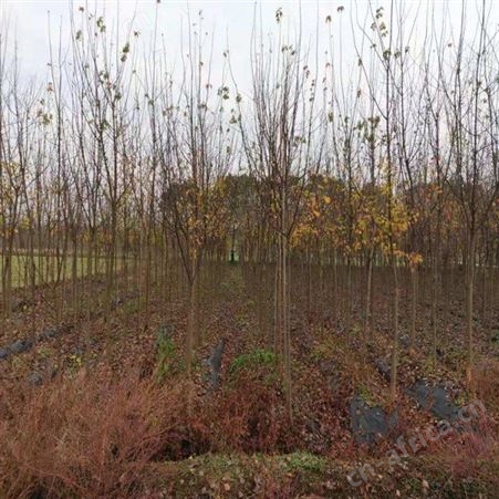 雄风园林北方绿化植物 精品直销三角枫 苗圃批发直销三角枫