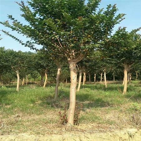 雄风园林紫叶紫薇基地 紫薇小苗 乔木批发基地 红 紫薇基地