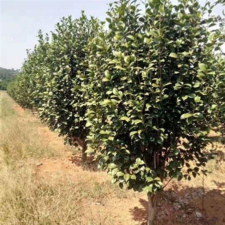 雄风园林茶花树基地 庭院小区花坛观赏树 茶花树品种