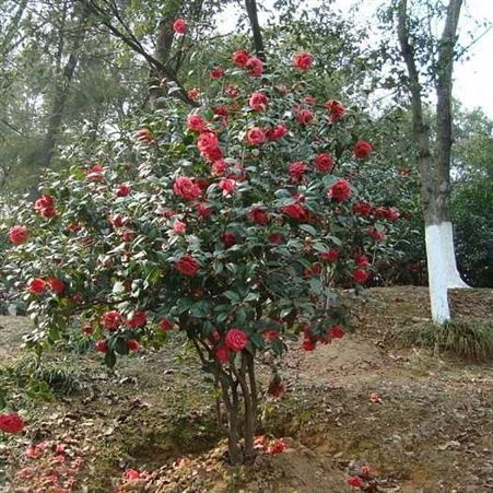茶花树批发量大优惠精品茶花树批发供应高杆香茶花苗