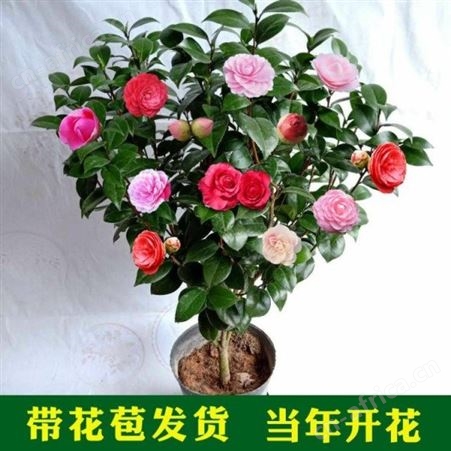 茶花树批发量大优惠小五彩红茶花树2-10年大树包邮茶花的养殖基地