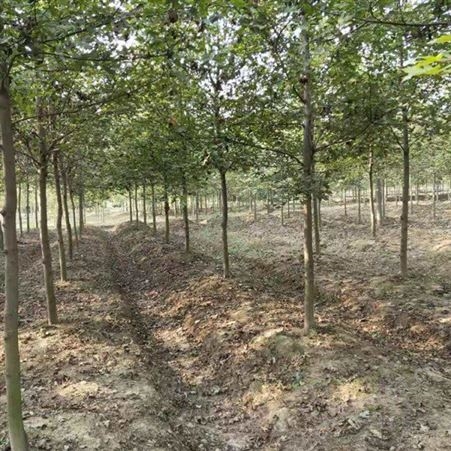 雄风园林美国红枫小苗价格 苗圃批发直销彩色观叶植物  8公分美国红枫