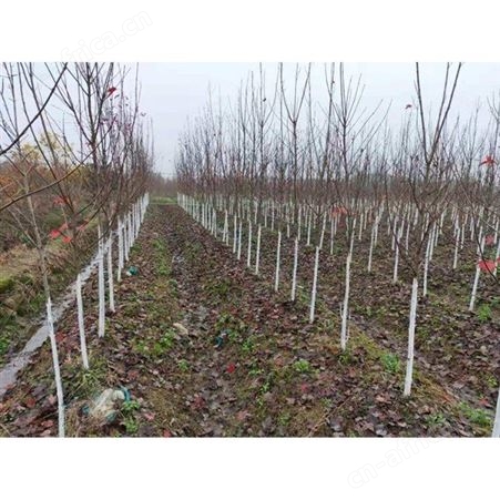 雄风园林美国红枫小苗价格 苗圃批发直销彩色观叶植物  8公分美国红枫