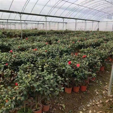 茶花树批发量大优惠农户专业种植茶花树茶花树