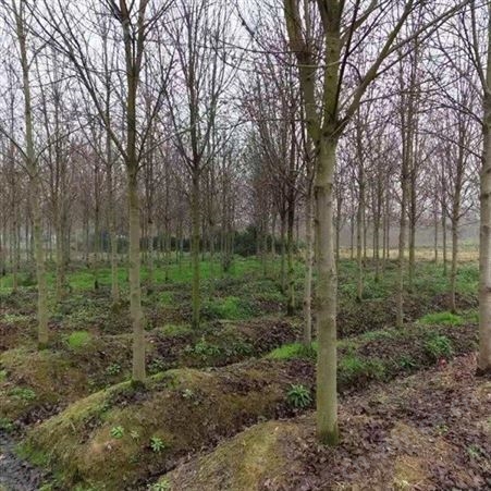 雄风园林美国红枫小苗价格 苗圃批发直销彩色观叶植物  8公分美国红枫