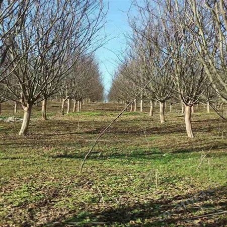 紫薇树苗商家厂家小叶紫薇树 经销商批发紫薇苗基地