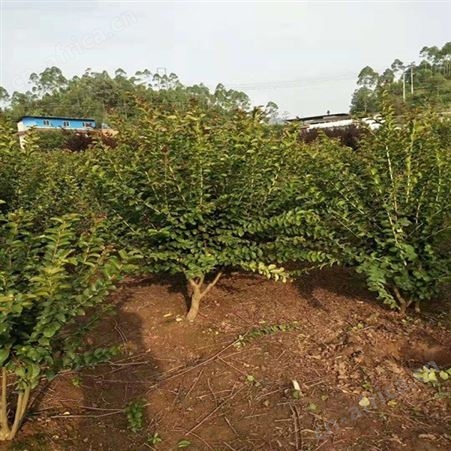 紫薇树苗商家厂家小叶紫薇树 经销商批发紫薇苗基地
