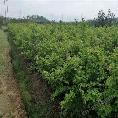 紫薇小苗百日红紫薇紫薇树苗