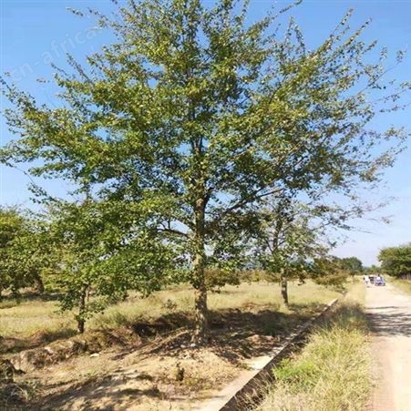 价格优绿化园林常用乔木三角枫树苗基地直销