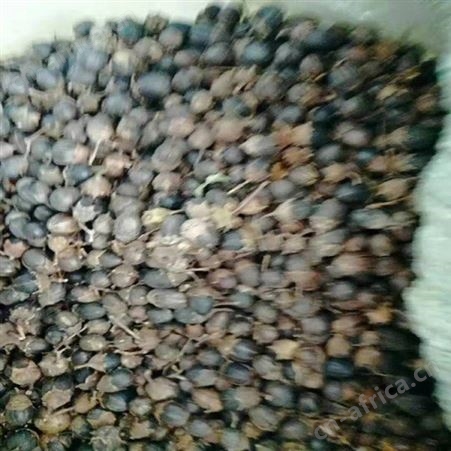 紫薇树苗商家厂家小叶紫薇树 经销商批发紫薇苗基地