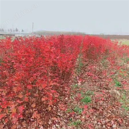 美国红枫价格2019报价常年供应美国红枫 6公分美国红枫