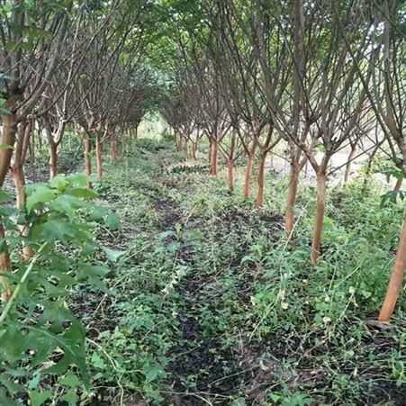 紫薇树苗商家厂家小叶紫薇树 经销商批发紫薇苗基地