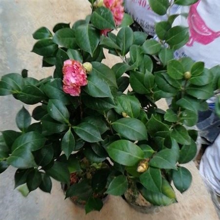 精品茶花树农户专业种植茶花树茶花树价格