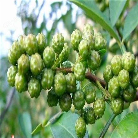 九叶青花椒苗大量批发 免费提供技术指导花椒小苗  品种纯正大红袍花椒苗 